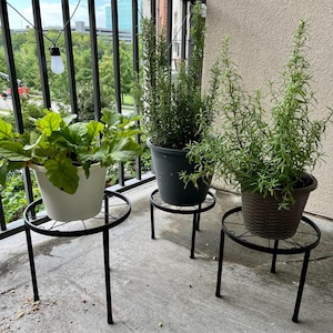May include: Three potted plants on black metal plant stands. The plants include leafy greens and rosemary. The stands have a circular top and three legs. The plants are on a balcony with a black railing and a view of trees and buildings.