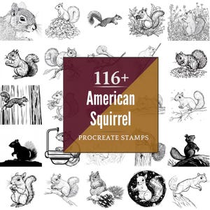 May include: A collection of 116+ American squirrel Procreate stamps. The image features various black and white illustrations of squirrels in different poses, including running, eating, and perched on branches.