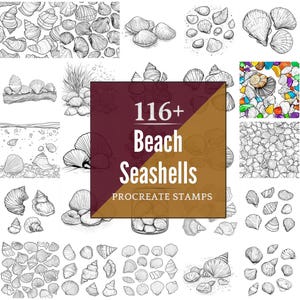 May include: A collection of black and white seashell illustrations. The image features various types of shells, including conch shells, scallops, and other sea creatures. The text "116+ Beach Seashells Procreate Stamps" is also visible.