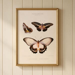 May include: A framed print featuring three detailed illustrations of butterflies. The butterflies showcase a variety of colors, including brown, black, white, and yellow. The print is set against a cream-colored background and framed in a gold-colored frame.