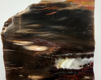 Rainbow Forest Petrified Wood Slab