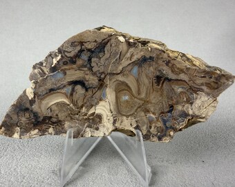 Patterned Jasper Slab with Blue Chalcedony | Orbicular Stromatolitic Lapidary Stone