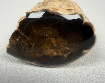 Polished Petrified Wood | Natural Home Decor
