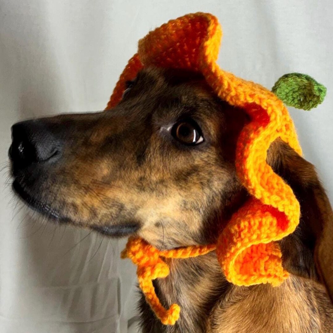 Orange Dog Hat – Cute Fruit Dog Costume, Small Dog Halloween Outfit ...