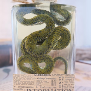 Könnte beinhalten: Eine grüne Schlange, konserviert in einer transparenten Glasflasche. Die Schlange ist aufgerollt und hat ein strukturiertes, schuppenartiges Muster. Die Flasche hat ein Papieretikett mit französischem Text und ist mit Bindfaden versiegelt.