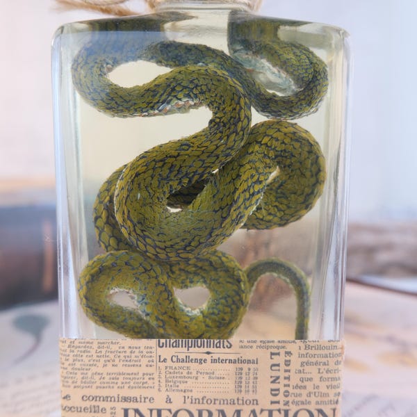 Green Tree Snake Wet Specimen, Preserved Snake in Jar, Real Snake Taxidermy, Oddities Curiosity Display, Gothic Home Decor, Biology Gift
