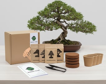Bonsai Starter Kit – Grow Your Own Miniature Tree from Seed (Beginner Friendly Gift) - Bonsai tree gift