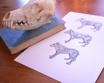 Art de loup, anatomie d'un loup gris, impression giclée, animal orthographique