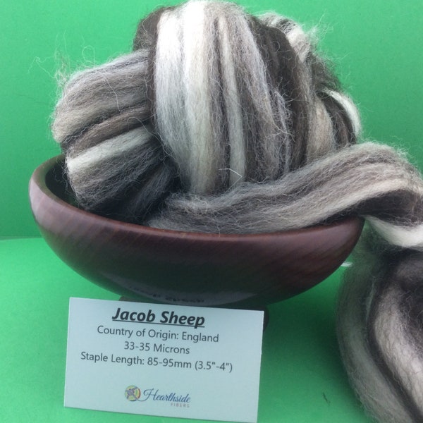 Jacob Roving, Multi Colored Jacob Top. Humbug Jacob Top, 100 grams, great for spinning, felting or weaving, all natural fiber.