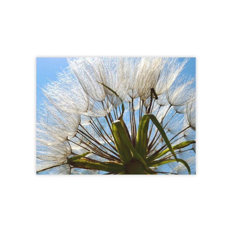 Dandelion Sticky Notes Dandelion Close-up Post-it Notes - Etsy
