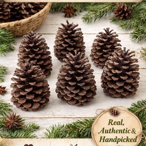 Puede incluir: Una colección de piñas de pino Loblolly naturales, perfectas para decoración rústica, proyectos de manualidades y rellenos de temporada. La imagen presenta varias piñas marrones con textura detallada, rodeadas de vegetación y texto "Real, Authentic & Handpicked."