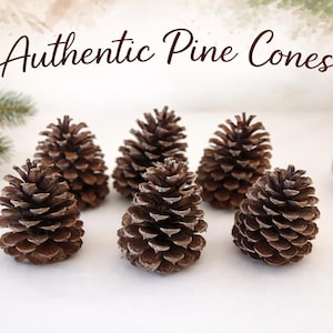 May include: Six brown pine cones with textured scales are arranged on a white surface. The text "Authentic Pine Cones" is written in a cursive font above the cones. A bundle of twine and a sprig of pine are also visible.
