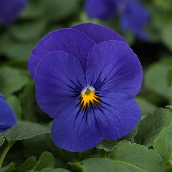20 Organic Common Blue Violet Seeds ~ Viola Sororia ~ Native - Etsy