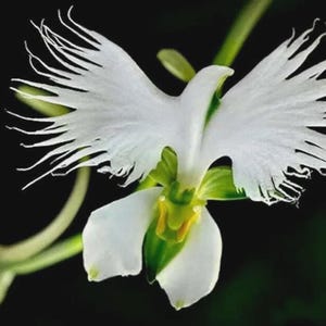 May include: A close-up of a white flower with feathery, wing-like petals against a black background. The flower has a green and yellow center and a curved stem with a bud. The flower's shape resembles a dove in flight.