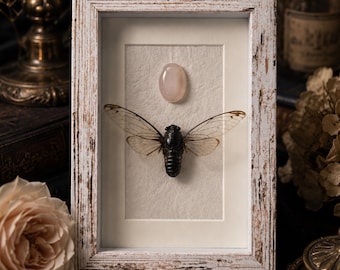 Returning Light | Framed Cicada Specimen with Rose Quartz | Symbolic Transformation Art | Gothic Nature Decor