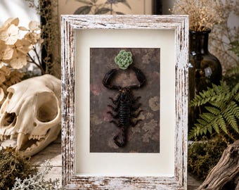 Sentinella del deserto / Scorpione vero conservato / Decorazione murale con scorpione incorniciato 5x7 / Decorazione botanica da parete / Decorazione gotica a tema natura / Curiosità