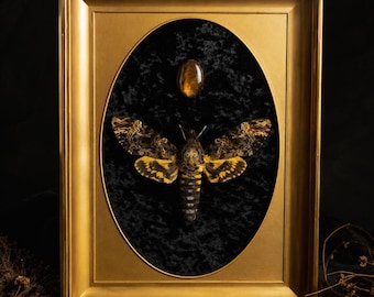 Gilded Omen | Death’s-Head Hawkmoth in Vintage Gold Frame | Gothic Velvet Specimen Art | Victorian Oddities Decor