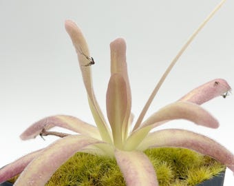 Pinguicula 'Aphrodite' | Mexican Butterwort | Rare Carnivorous Plant