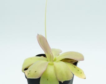 Pinguicula agnata 'El Lobo'  Pink Blushing Mexican Butterwort, Live Rooted Plant