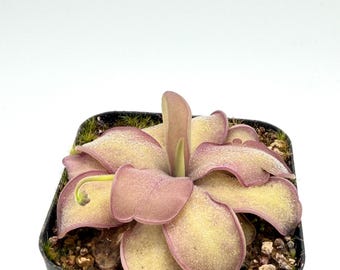 Pinguicula agnata x emarginata 'Sakurahime' | Pink Mexican Butterwort | Rare Carnivorous Plant