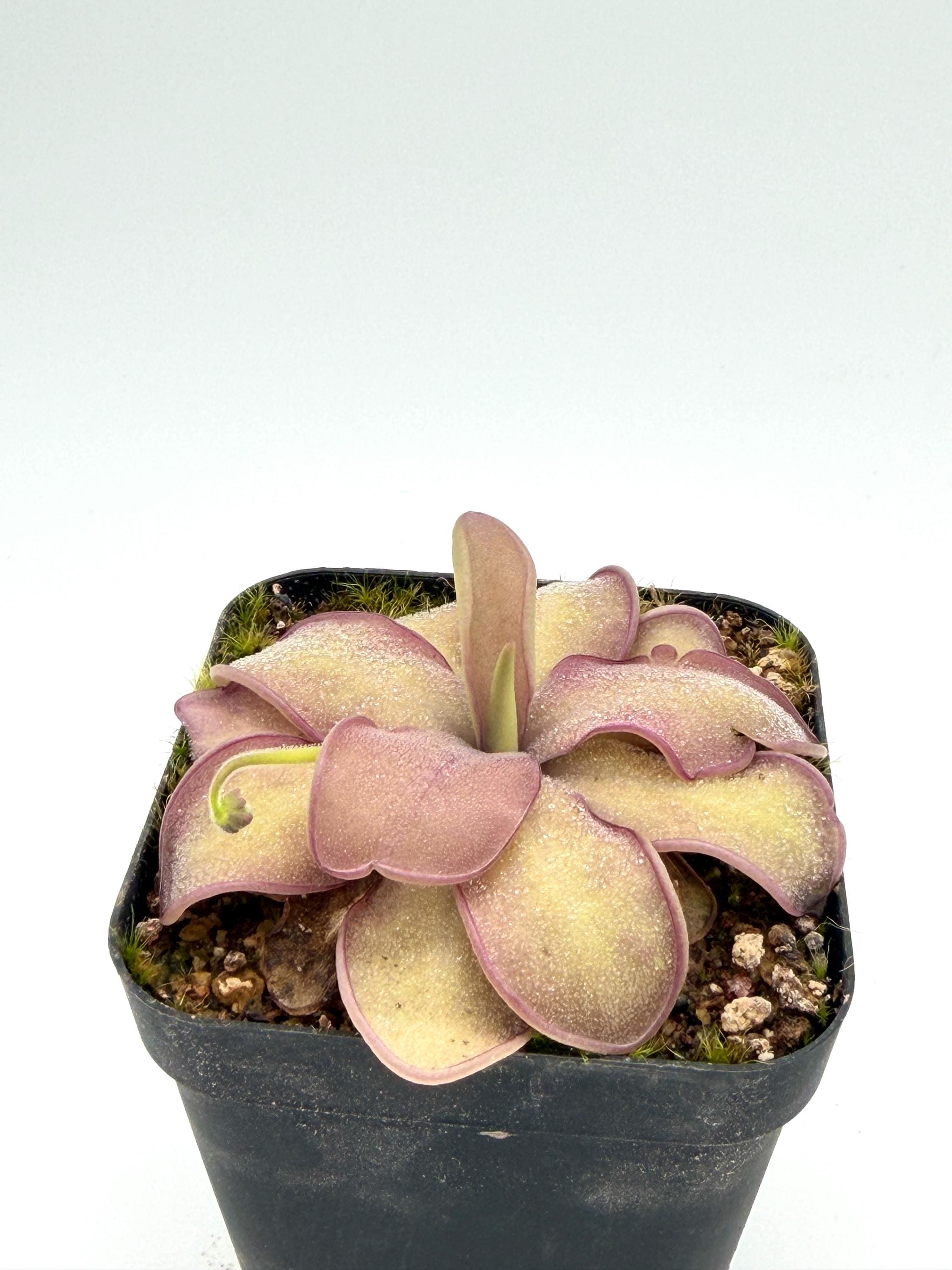 Mexican Butterworts Plant - Etsy
