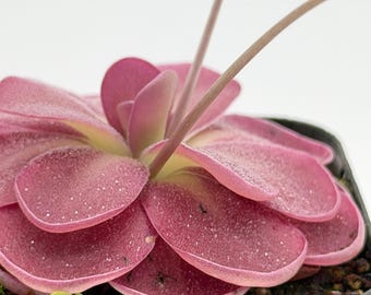 Pinguicula 'Johanna' | Pink Mexican Butterwort | Rare Live Carnivorous Plant