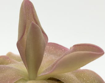 Pinguicula 'Pirouette' | Easy Pink Mexican Butterwort | Carnivorous Plant | Live Ping