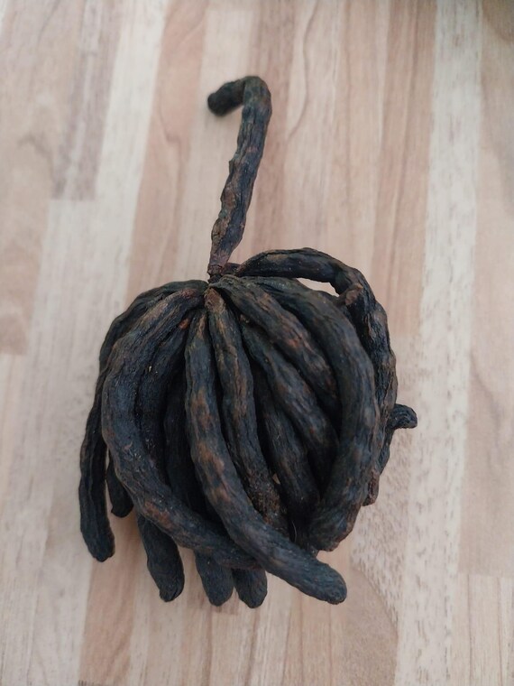 Fava Bejerecum ( 30gr)