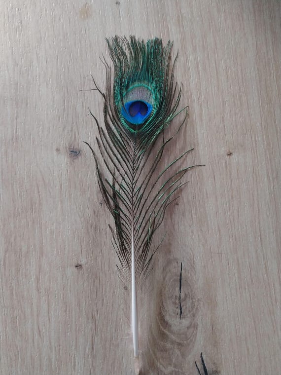 1 Pena de Pavão - 25-30 cm - Verde Natural