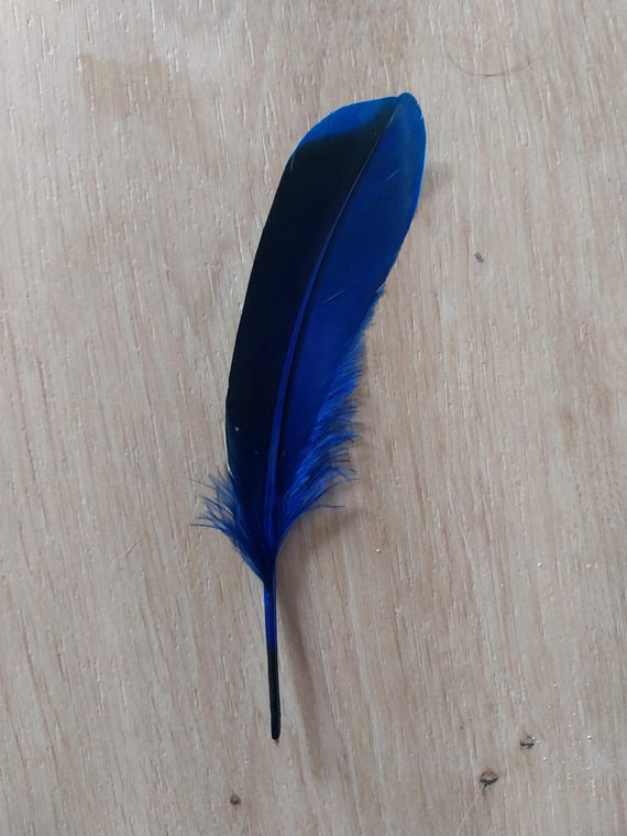 Pena de Pato  Azul- 8-10 cm -