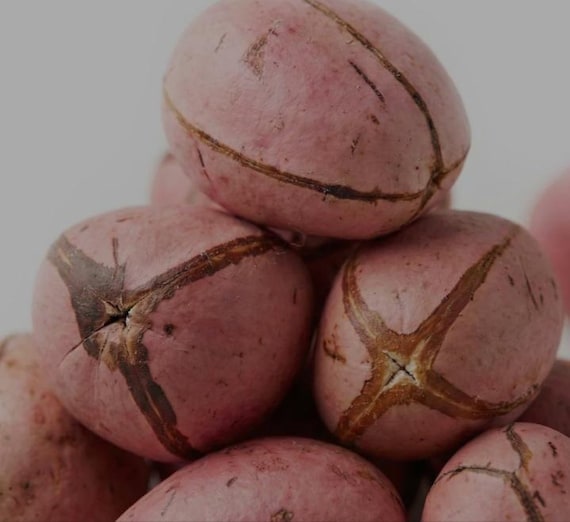 1 Obi Abata Sacred, Ifa Divination Tool, Yoruba Spiritual Item, Orisha Offering, Traditional African Ritual