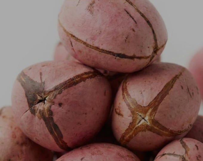 Featured listing image: Obi Abata Sacred Kola Nut – Ifa Divination Tool, Yoruba Spiritual Item, Orisha Offering, Traditional African Ritual