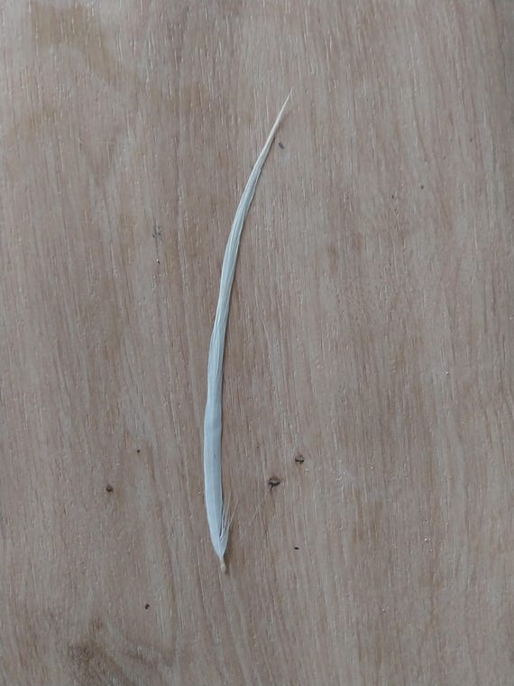 LEKELEKE TAIL FEATHER (Grey Heron - 12-15 cm - natural creamy white)