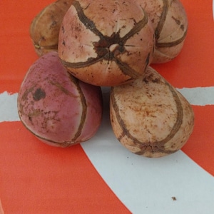 Puede incluir: Un grupo de cinco nueces de cola con superficies lisas y redondeadas en tonos rosa pálido, beige y marrón claro. Cada nuez presenta marcas distintivas en forma de cruz de color marrón oscuro o fisuras naturales que dividen la superficie.