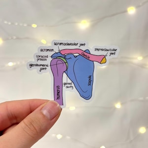 May include: A sticker featuring an anatomical illustration of the human shoulder girdle. The diagram displays the humerus, scapula, and clavicle in purple, blue, and pink, with labels for the acromion, coracoid process, and various joints.