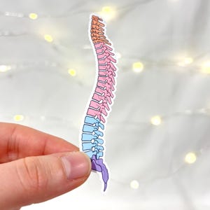 May include: A colorful sticker depicting a human spine. The spine is segmented into sections, with the top portion in orange, the middle in pink, the lower in blue, and the tailbone in purple. The sticker is held against a blurred background.