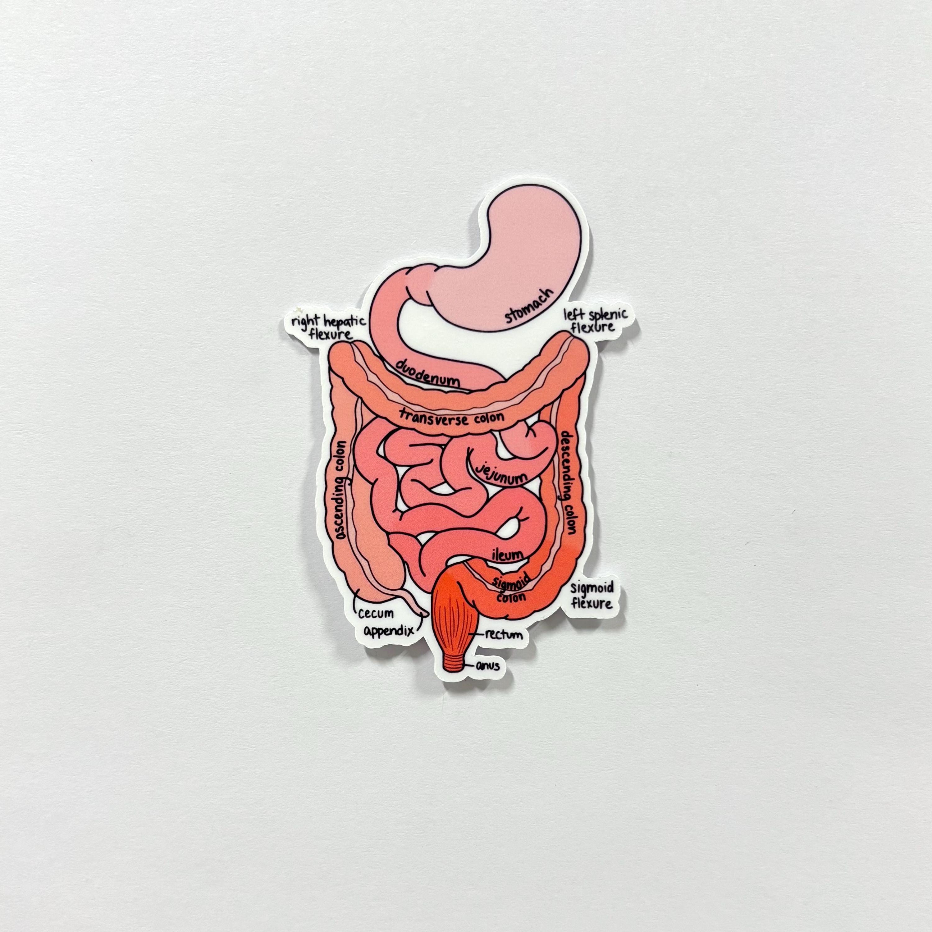 Intestine Sticker Digestive Anatomy Sticker, Stomach & Intestines, Labeled and Unlabeled ...