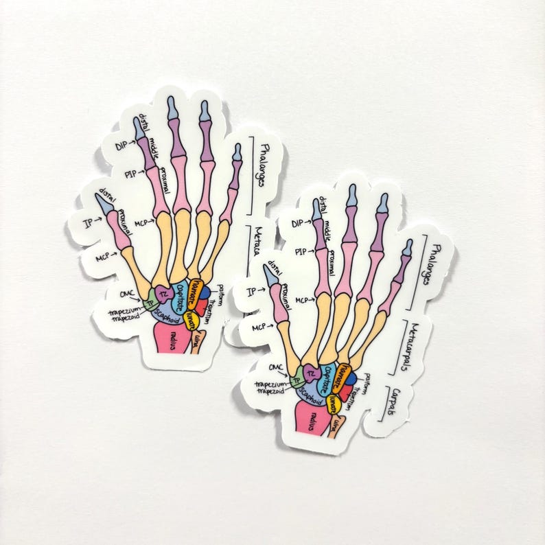 Hand Anatomy Sticker, Labeled and Unlabeled, Bones of the Hand, Medical ...