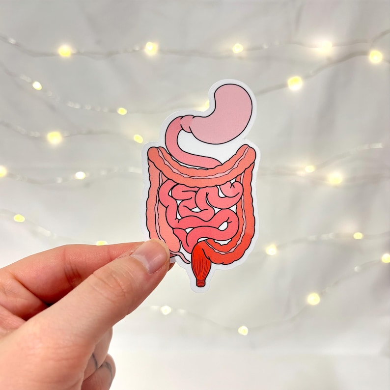 Intestine Sticker Digestive Anatomy Sticker, Stomach & Intestines Organ Study Stickers ...