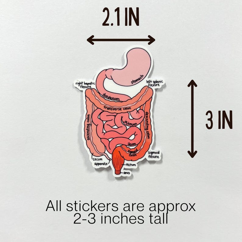 Labeled Anatomy Sticker Bundle, 12 Piece, Medical Sticker Set ...