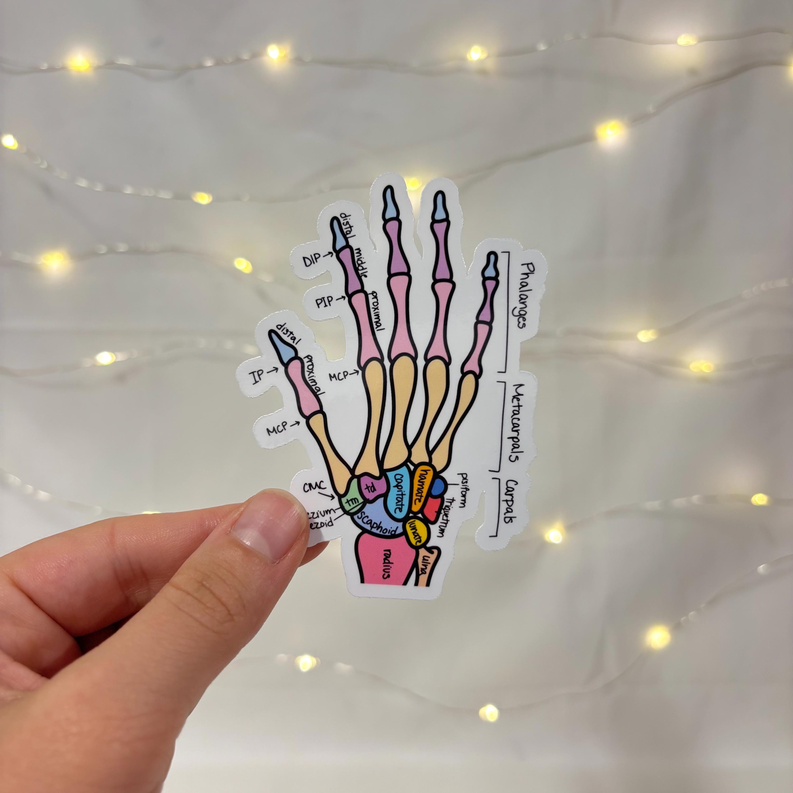 Hand Anatomy Sticker, Labeled and Unlabeled, Bones of the Hand, Medical ...