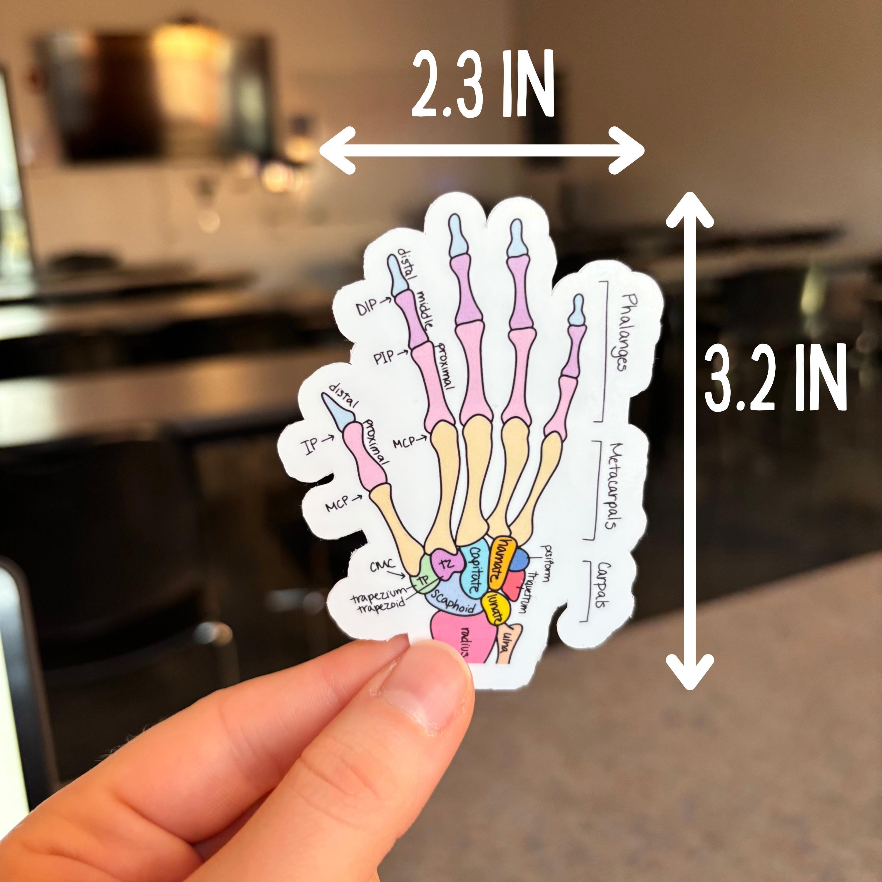 Hand Anatomy Sticker, Labeled and Unlabeled, Bones of the Hand, Medical ...