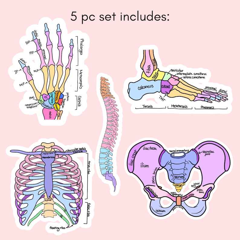 Anatomy Bone Sticker Pack, Labeled Hand, Foot, Pelvis, Rib Cage & Spine ...