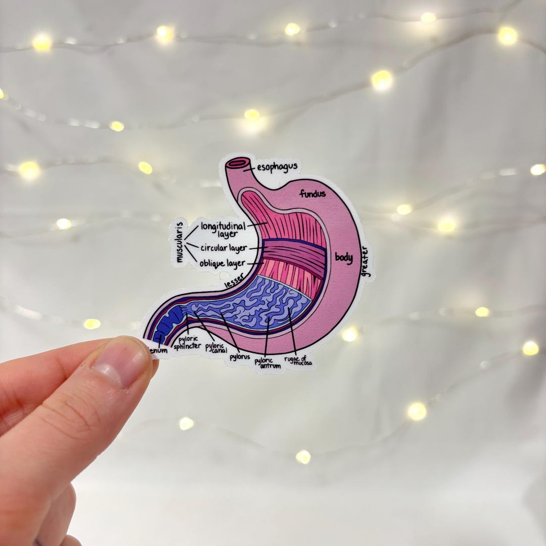 Stomach Organ Stickers, Labeled Digestive System, Medical Student Gift ...
