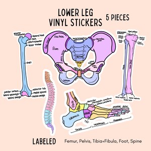 May include: A set of 5 vinyl stickers featuring anatomical illustrations of the human femur, pelvis, tibia and fibula, foot, and spine. Each bone structure is color-coded and labeled with specific anatomical terms in black text on a light background.