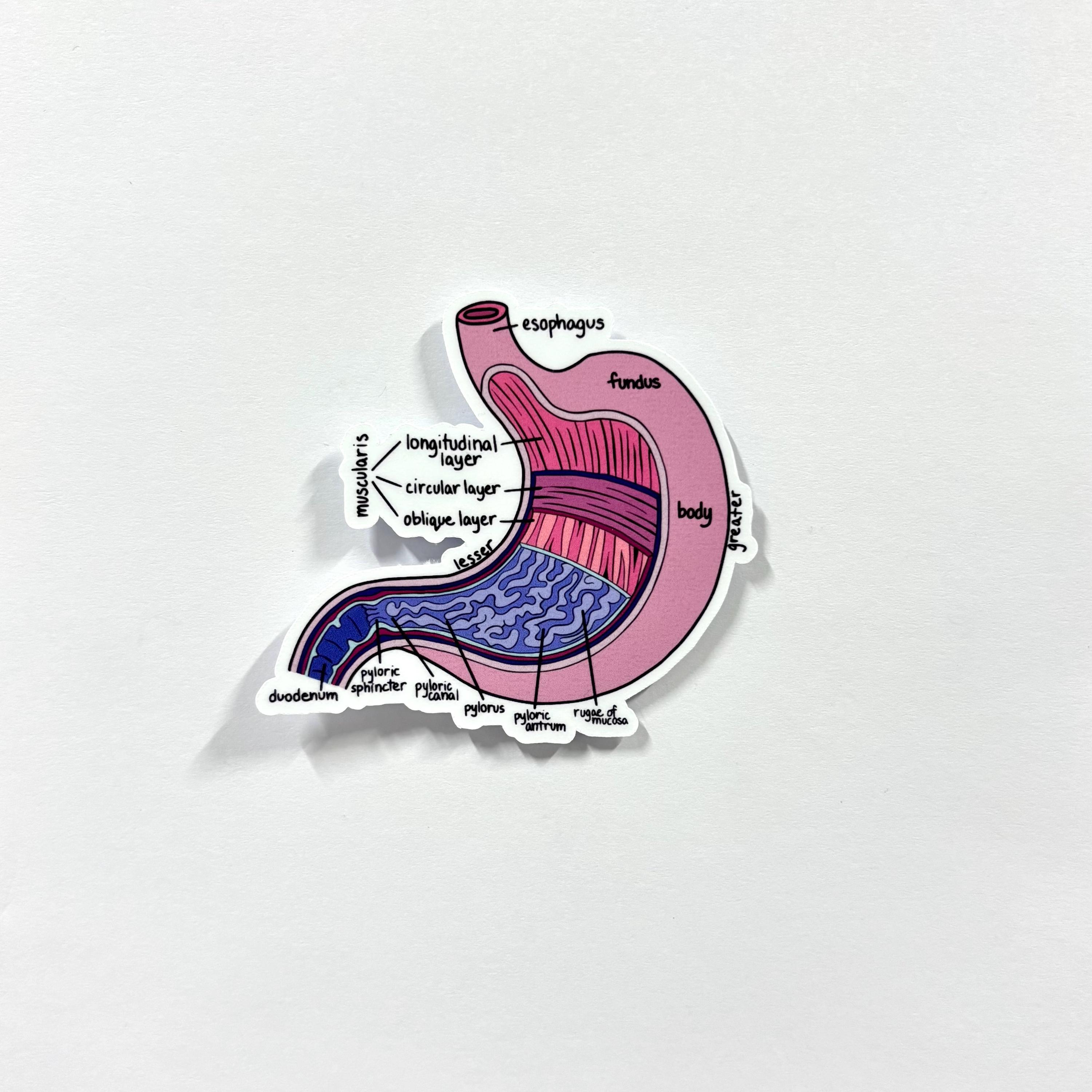 Stomach Organ Sticker, Labeled Anatomy Vinyl Decal, Gastro Digestive - Etsy