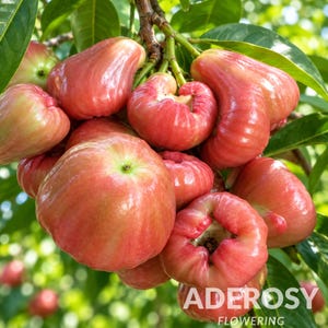 May include: A cluster of bell-shaped wax apples hanging from a tree branch. The fruits have a smooth, shiny skin with a gradient of pale green to vibrant pink and red. Each fruit features a rounded base and a slightly indented top section.