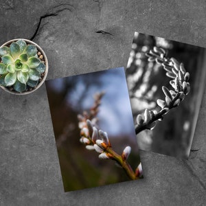 Conjunto de 4 postales de Fantail Willow, sucursales de primavera, juego de escritura de cartas, tarjeta zen jardín, sauce de fantasía japonesa, sucursales postales