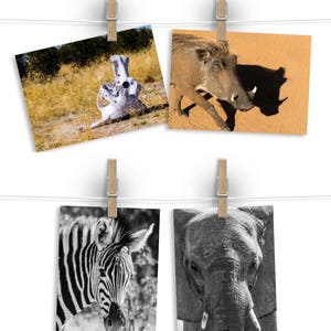 Africa Notecards, Zebra Art, Elephant Card, Warthog Post Card, Future Travel Goal, Favorite Trip Memento, African Safari Remembrance Art Set