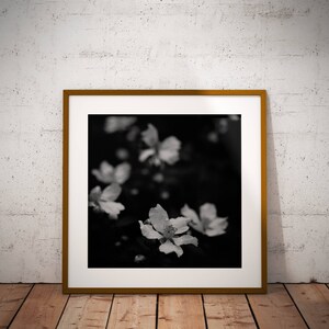 White Flowers Print, Chincoteague Island Garden, Raindrop on Flower Petals, Black and White Home Decor, Romantic Bathroom Art, FREE SHIPPING
